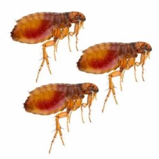 Bed Bug Control Treatment